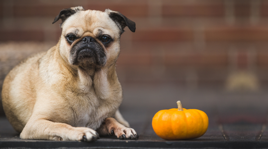 5 Tricks to Make Your Dog Think Their Supplements are Treats