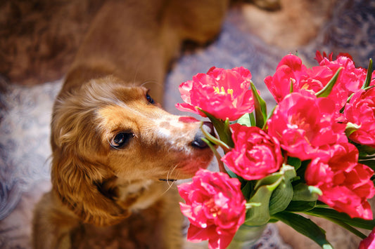Dog smelling flowers - Helpful Tips to Combat Dog Allergies